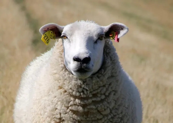Schäferwagen Tiny House Auf Dem Friesenhof Campingplatz *
