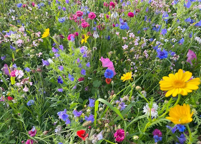 Schäferwagen Tiny House Auf Dem Friesenhof *
